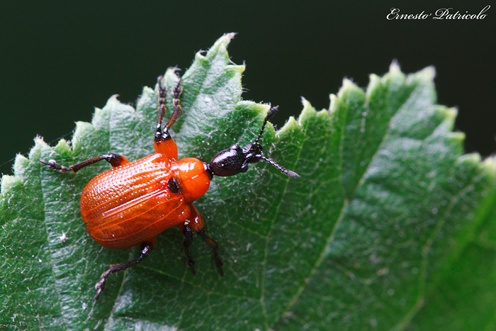 Apoderus coryli